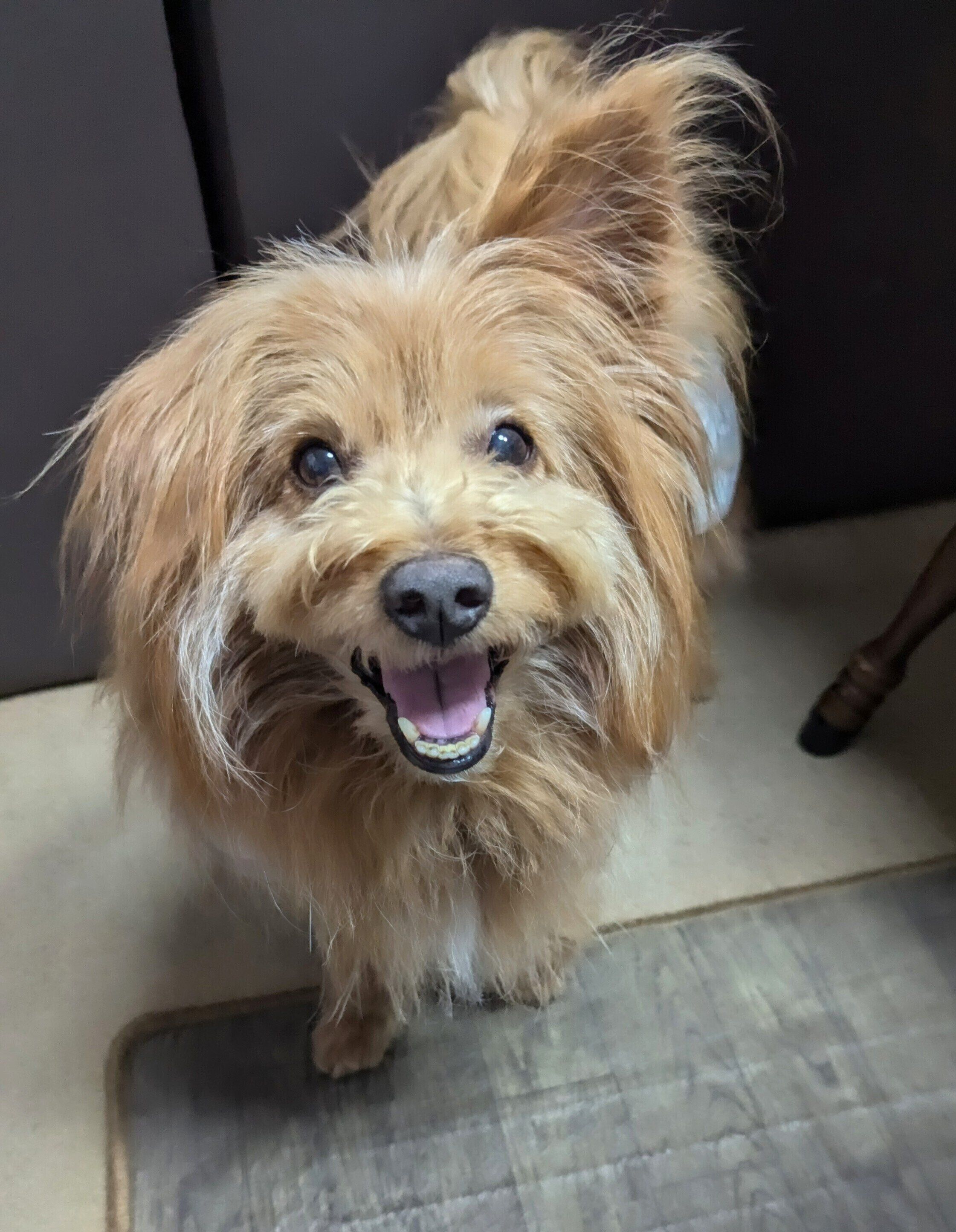 ニコニコしている犬の写真