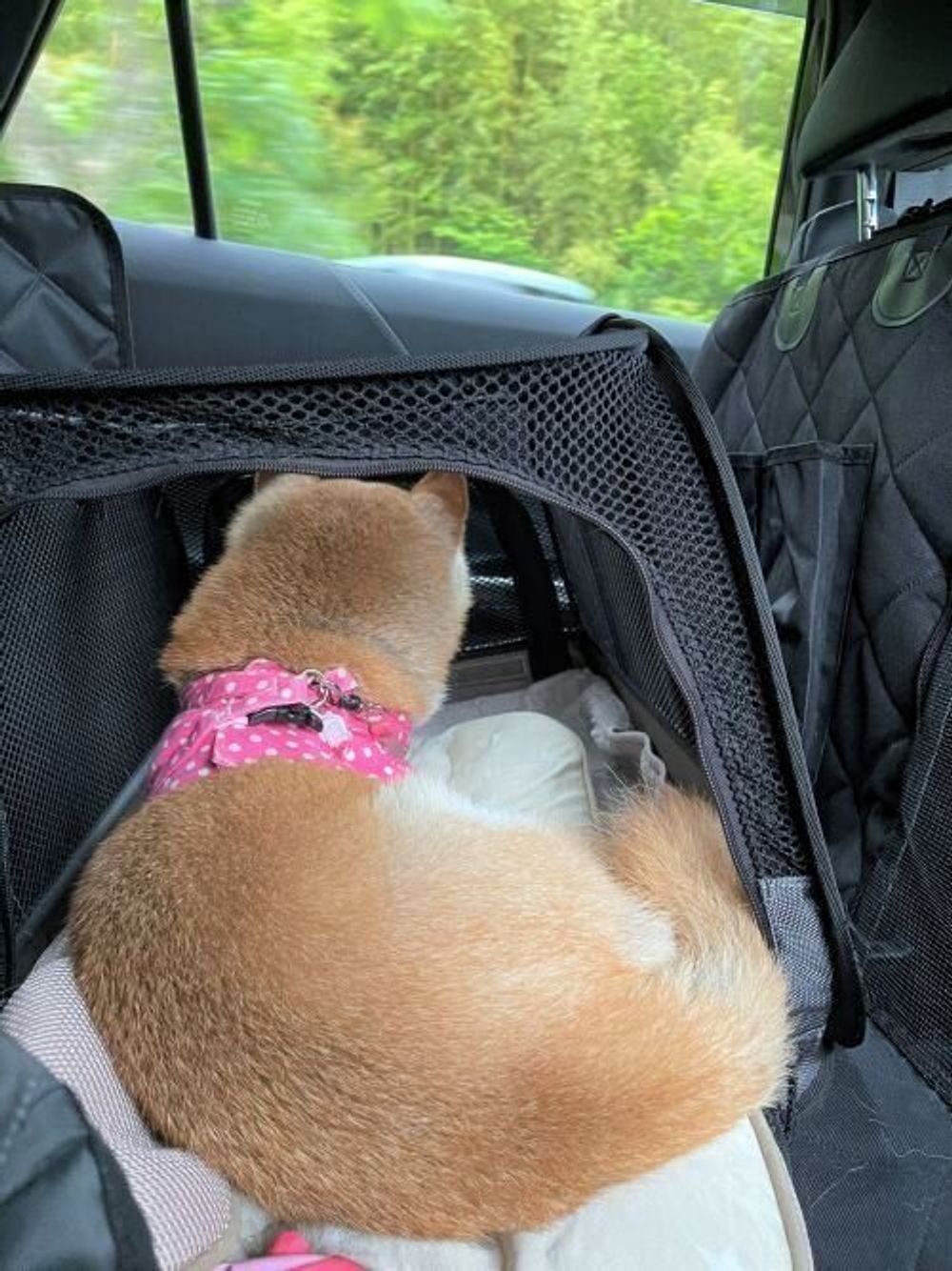 お散歩帰りに キュンキュン 鳴くのはなぜ 柴犬かぼすちゃんと暮らして12年半 そばにいて思うこと いぬのきもちweb Magazine お散歩帰りに キュンキュン 鳴くのはなぜ 柴犬かぼすちゃんと暮らして12年半 そばにいて思うこと いぬのきもちweb Magazine