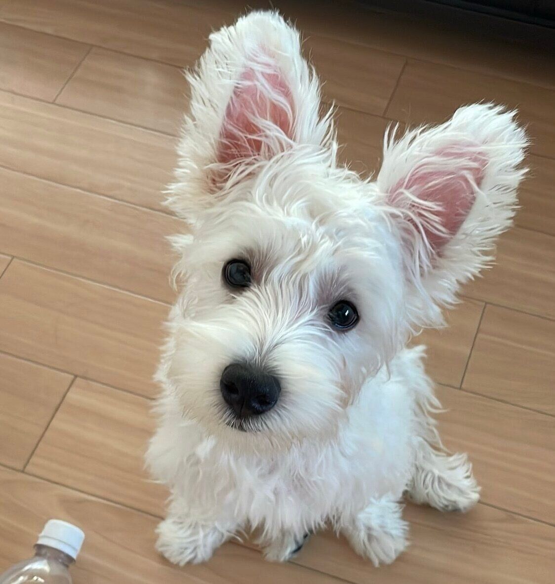 お迎えしたばかりのころのシャンプーちゃん