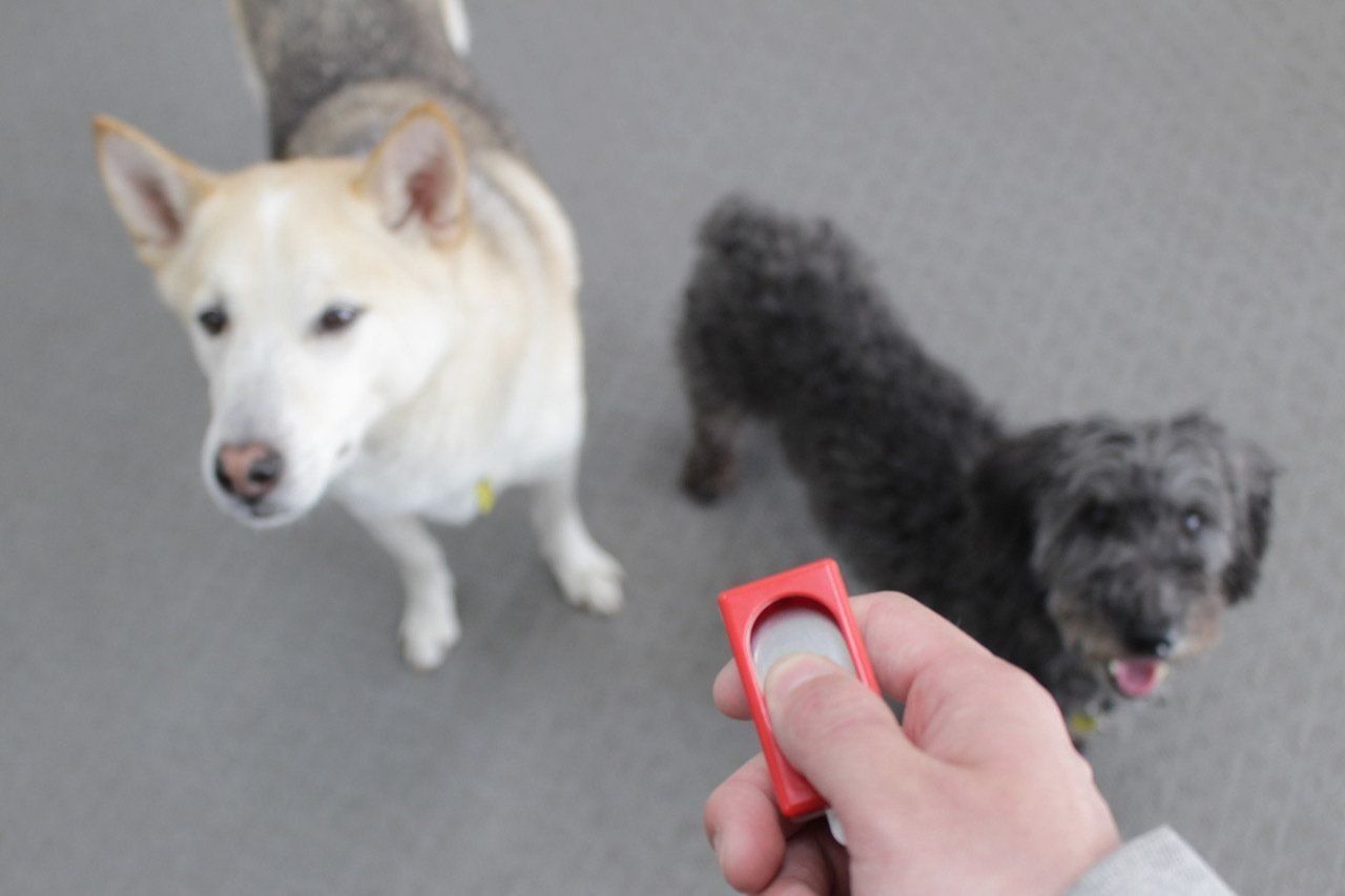 ↑学習理論をちゃんと理解したいのであれば、クリッカートレーニングがオススメ