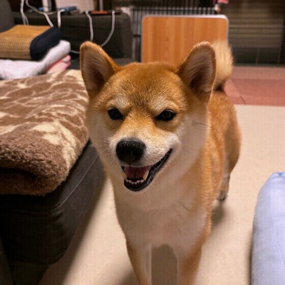 柴のコウくん♪