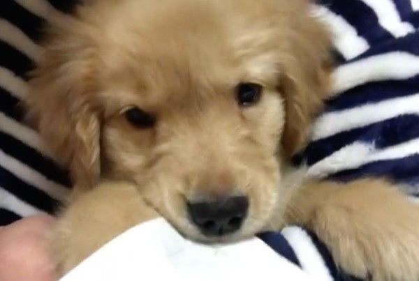 ゴールデン・レトリーバー