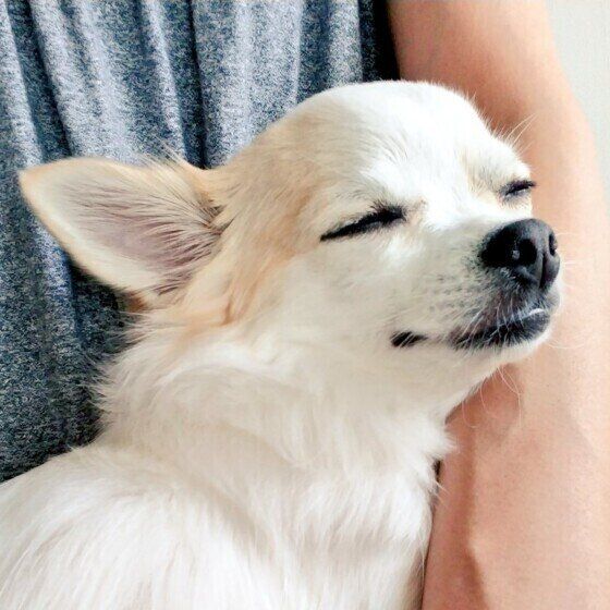 チワワのペルちゃん