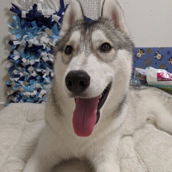笑うシベリアン・ハスキー