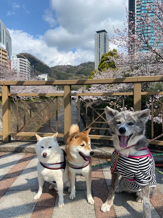 散歩中の2匹の柴犬と1匹の秋田犬