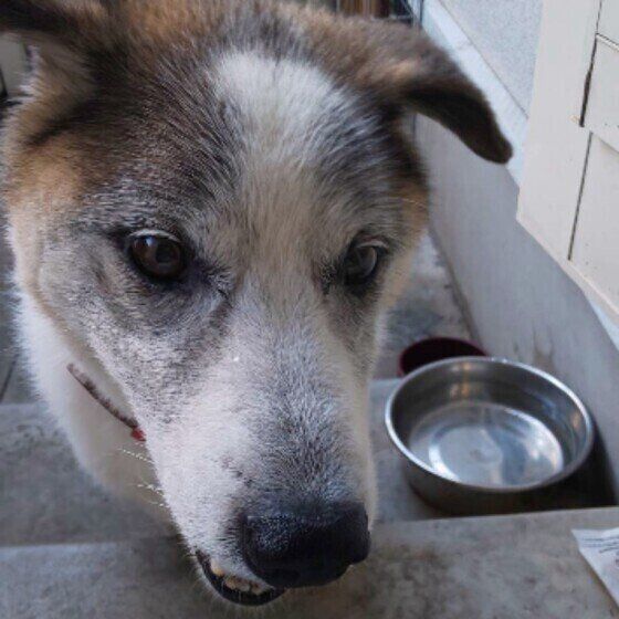 シニア犬は甘えん坊や寂しがりになる？寄り添ってほしいサインかも？ いぬのきもち