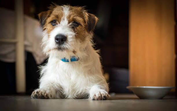 ジャック ラッセル テリアはテーブルの下に位置し、かかっている純血種の男性