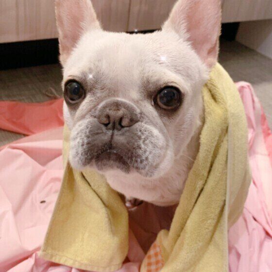 フレンチ・ブルドッグ