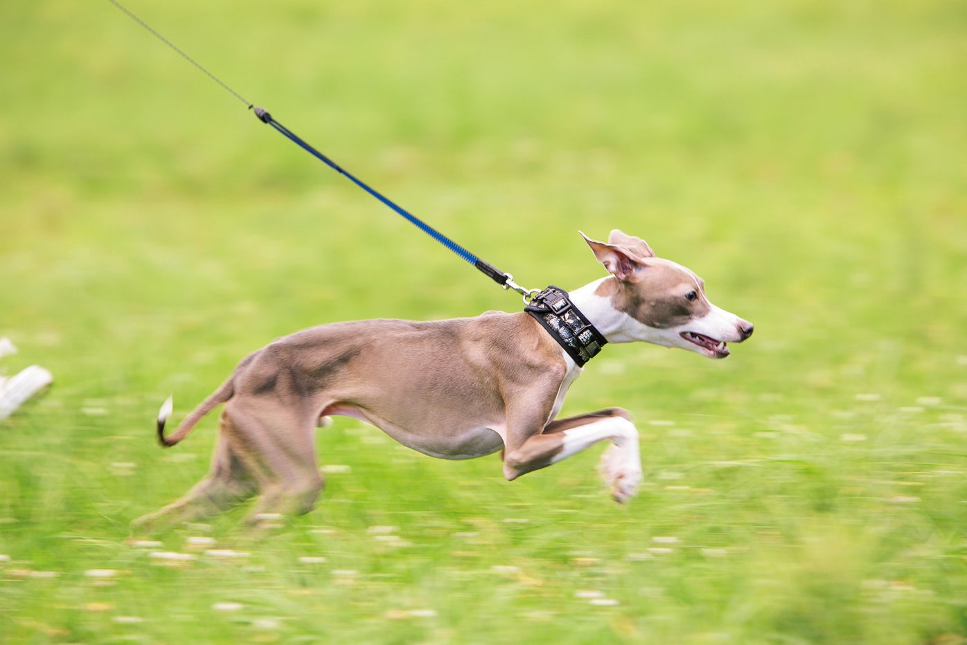 ランキング 走るのが一番早い犬種は 泳ぎが一番上手な犬種は いぬのきもちweb Magazine ランキング 走るのが一番早い犬種は 泳ぎが一番上手な犬種は いぬのきもちweb Magazine