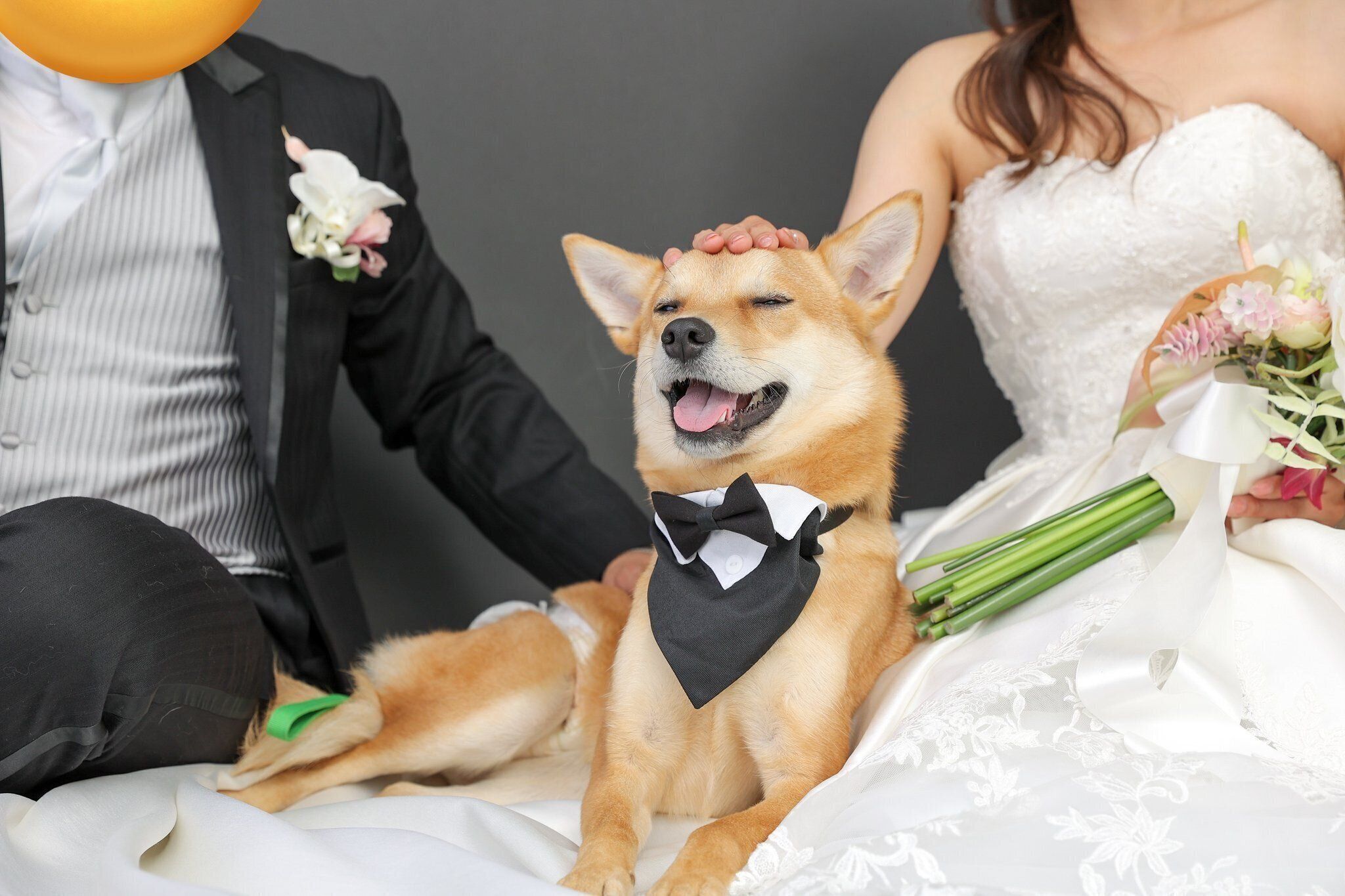 飼い主さんご夫婦に囲まれて幸せそうな虎徹くん