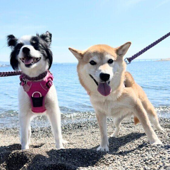 シニア犬がかかりやすいホルモンに関わる病気4つ いぬのきもち