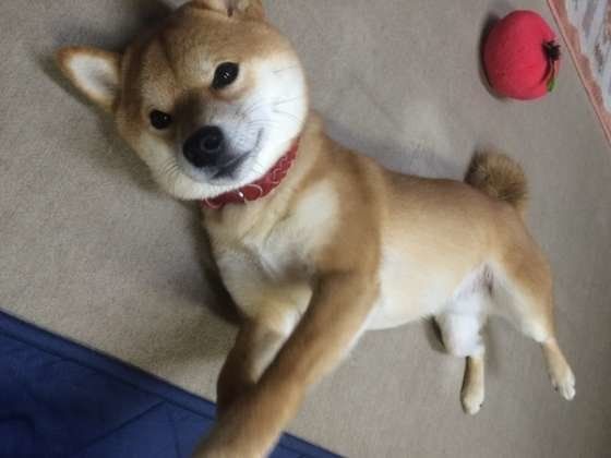かまってもらいたい柴犬