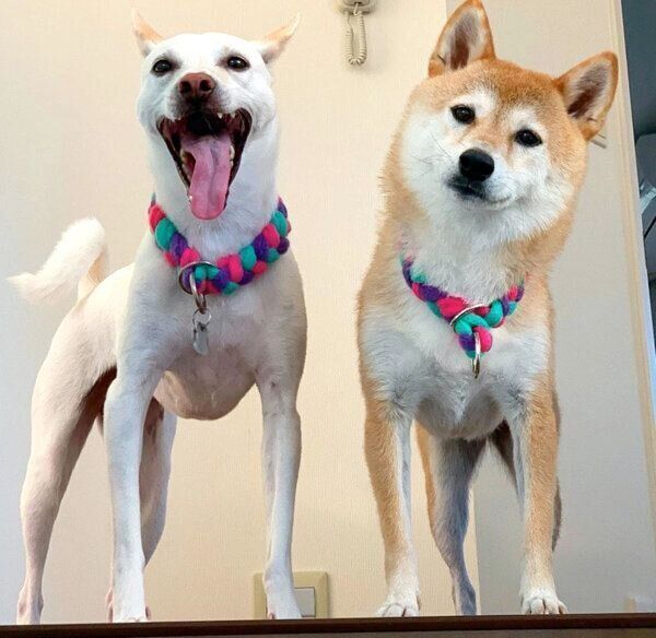 見つめるすずちゃんとハルちゃん