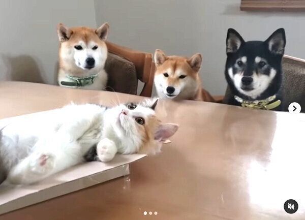 ルナちゃんを見つめるモカちゃん、アンちゃん、サラちゃん