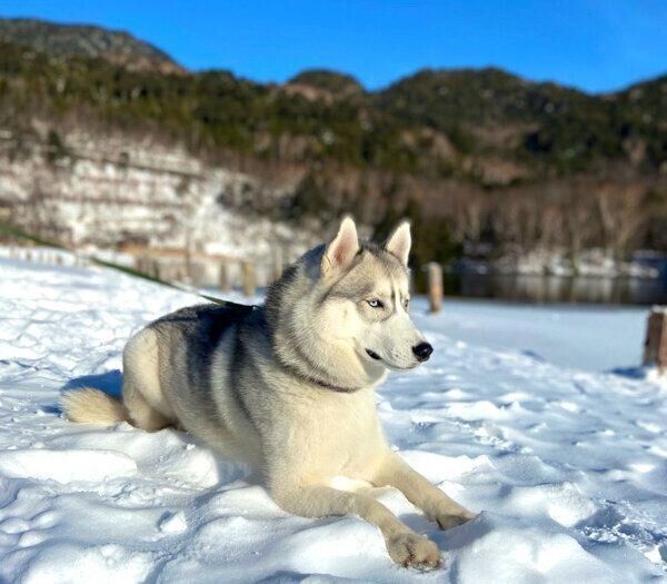 雪の上で伏せをするラムちゃん