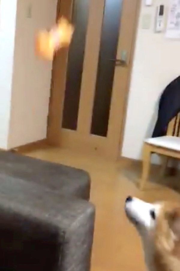 おもちゃを投げてもらうロペさん