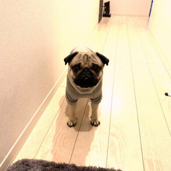 パグのたろいもくん