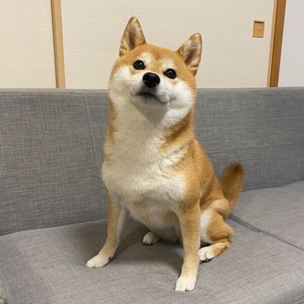 ソファで可愛く座るひるねちゃん