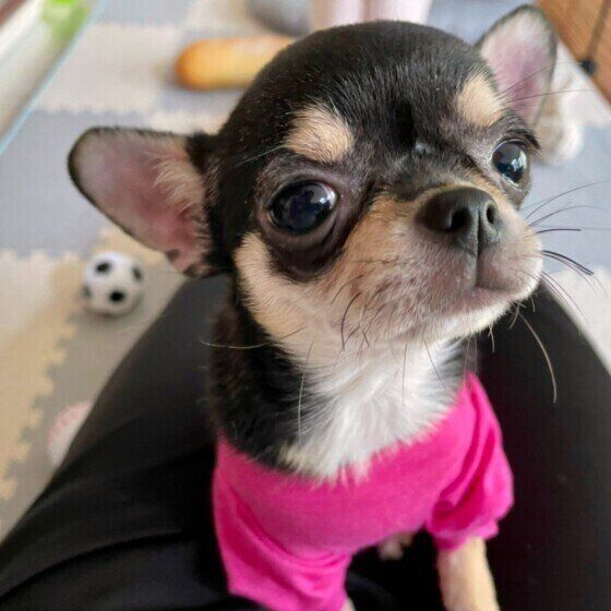 チワワのプラムちゃん