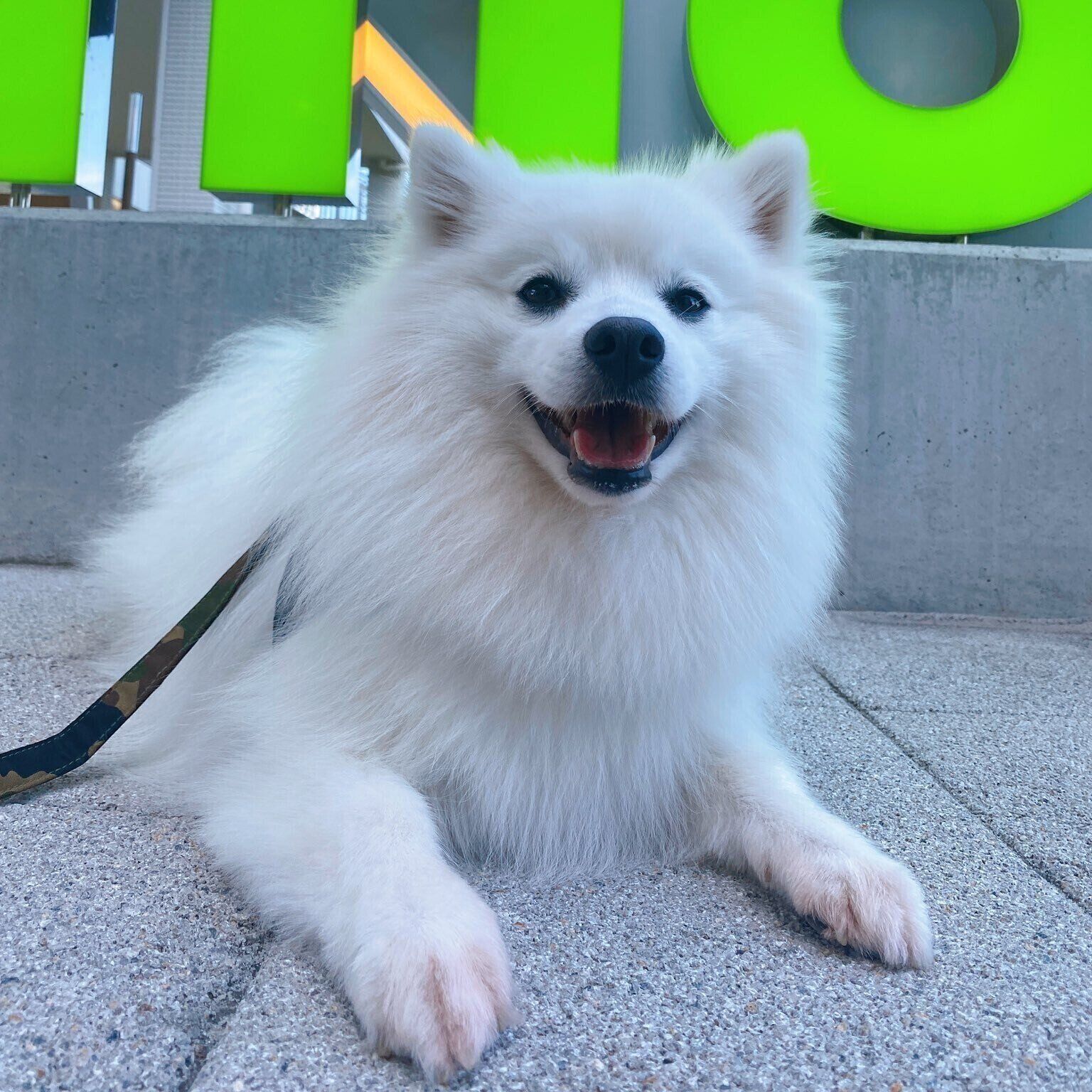 成長後の様子「我が家のマスコットキャラクターのような存在」と飼い主さんが