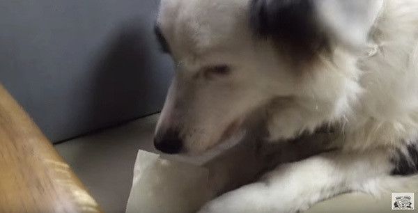 ガムを食べるボーダー・コリー