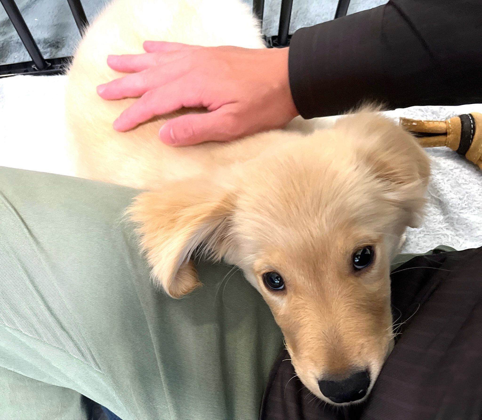 上目づかいで飼い主さんを見つめる子犬時代のはな丸くん