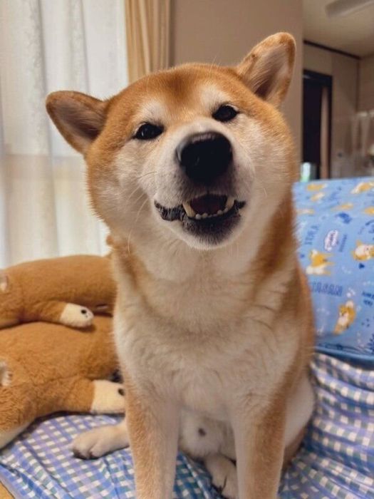 カメラ目線の豆次郎くん