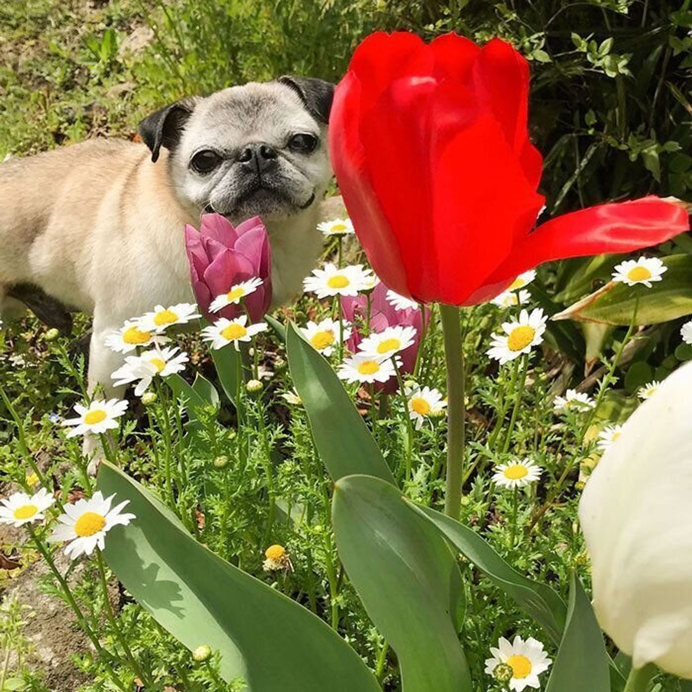 めーのニコニコの笑顔と共に たくさんの ありがとう を込めて 連載 パグ犬 めー 最終回 Vol 147 いぬのきもちweb Magazine めーのニコニコの笑顔と共に たくさんの ありがとう を込めて 連載 パグ犬 めー 最終回 Vol 147 いぬのきもちweb Magazine