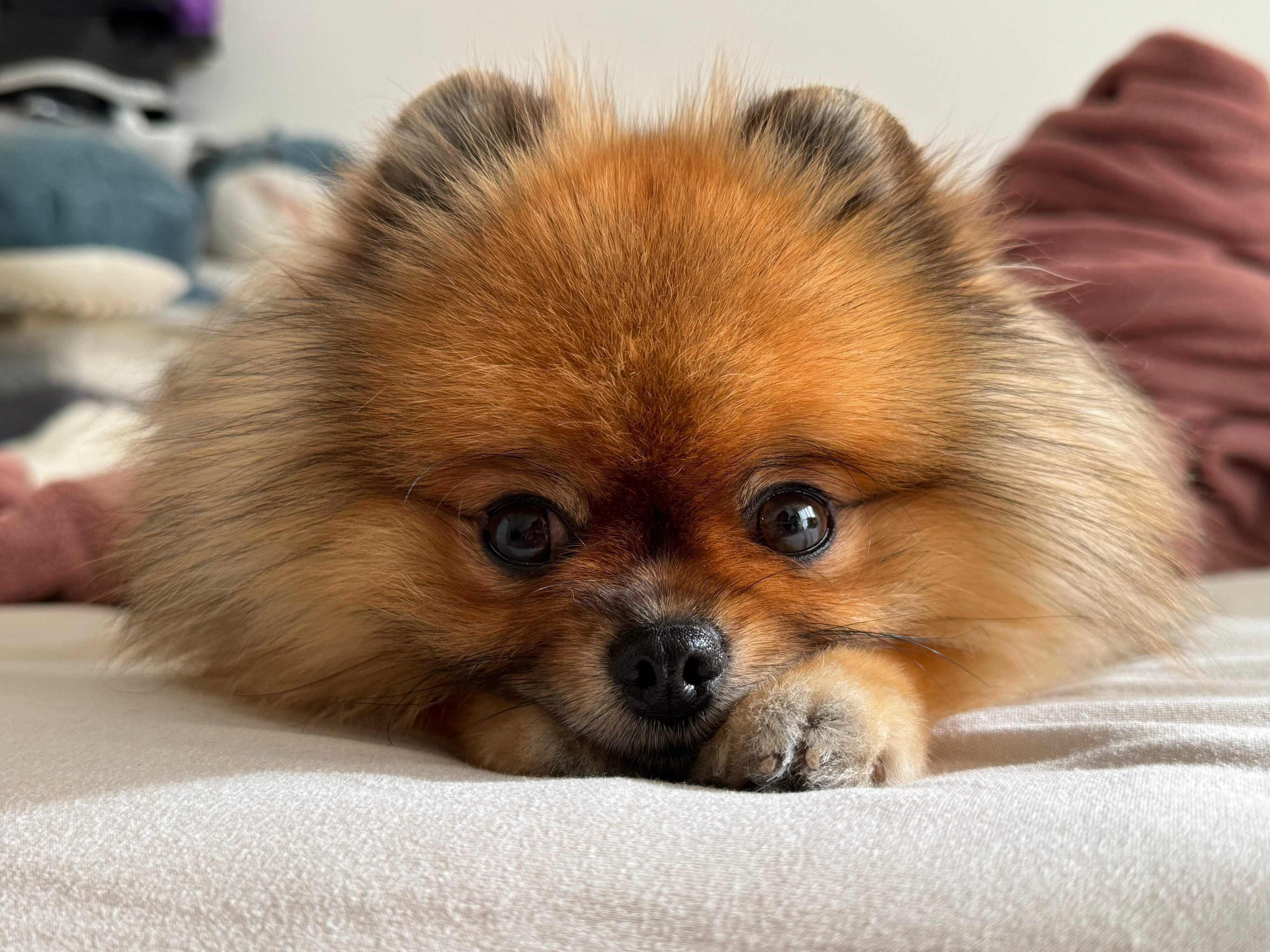 キュルキュルの目が可愛いイヴちゃん