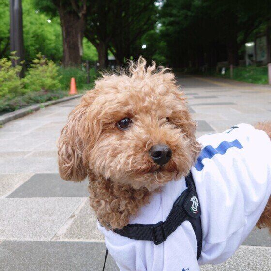 お散歩中のワンちゃん