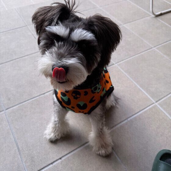 舌を出すミニチュア・シュナウザー