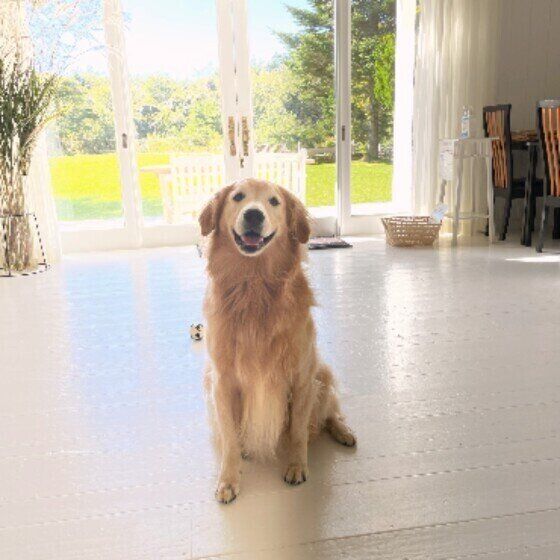 部屋の中でお座りをするゴールデン・レトリーバー