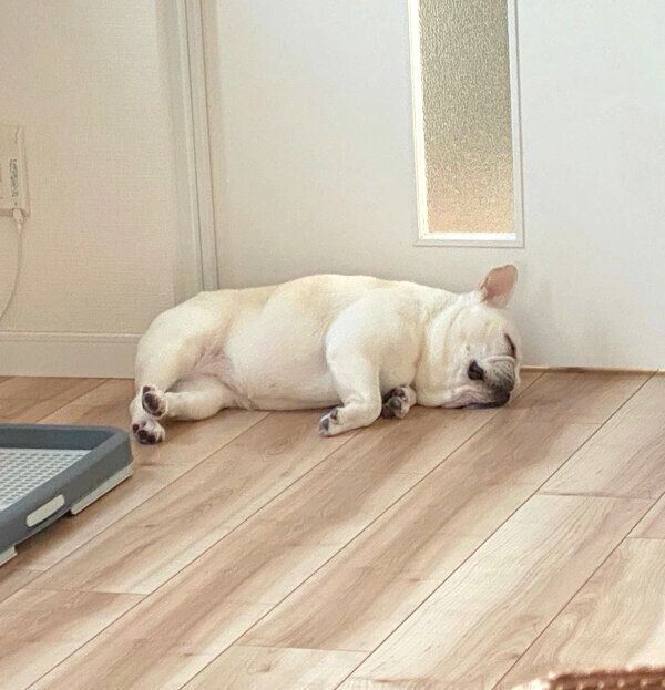 気持ちよさそうに眠るひまわりちゃん