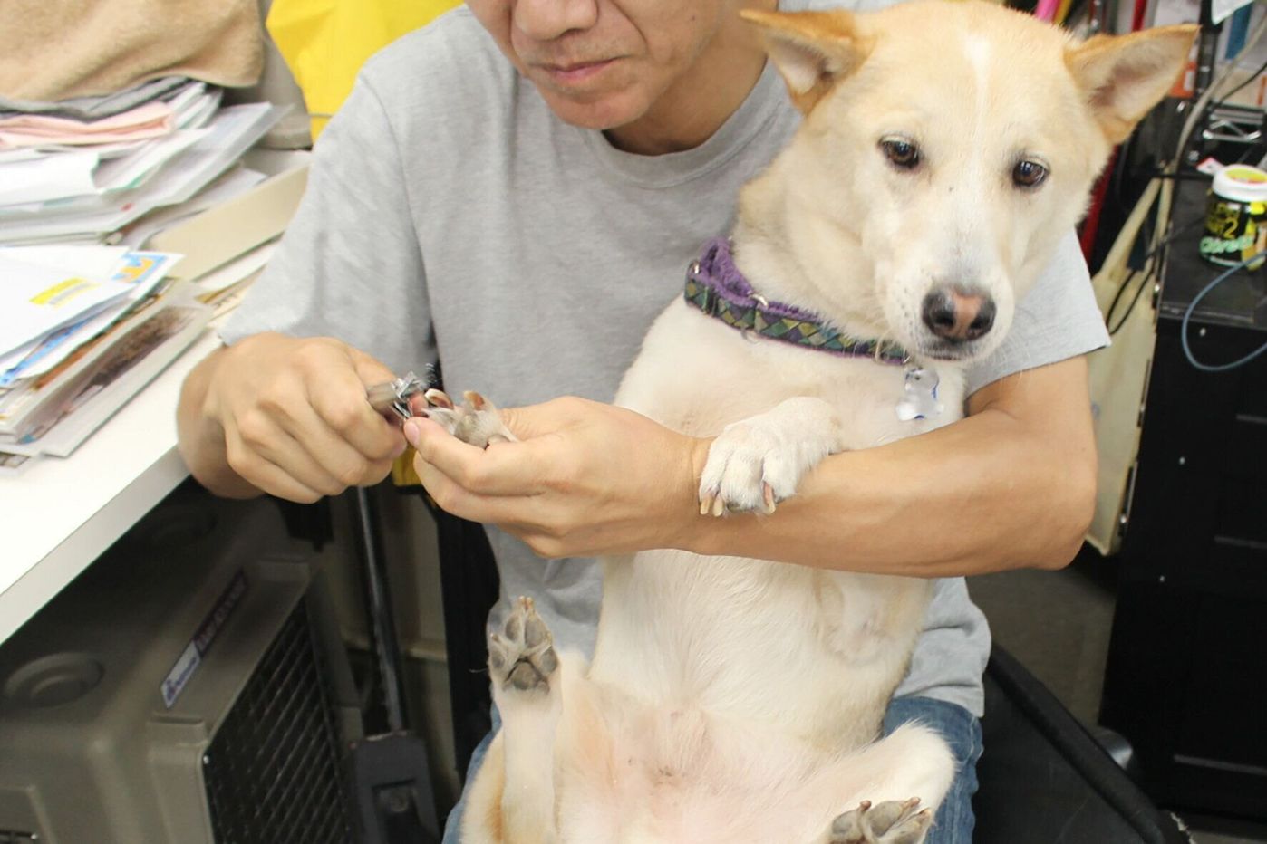 愛犬との信頼関係は1日にしてならず 連載 西川文二の 犬ってホントは Vol 94 いぬのきもちweb Magazine 愛犬との信頼関係は1日にしてならず 連載 西川文二の 犬ってホントは Vol 94 いぬのきもちweb Magazine
