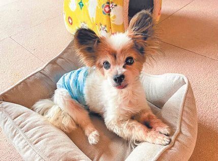 2022年1月5日、Ｔさん家に迎えられた松ケンくん。その後、１月18日にMさんは逝去されました