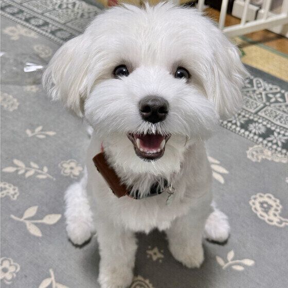 犬のレプトスピラ症とは？ 症状や原因、治療・予防法について獣医師に聞いた いぬのきもち