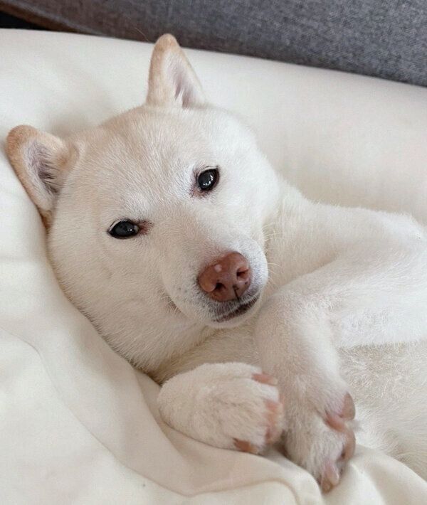 くつろぐゆきちゃん