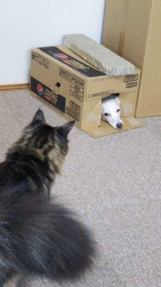 犬だって自分の時間が欲しい 放っておいて欲しい時の仕草とは いぬのきもちweb Magazine 犬だって自分の時間が欲しい 放っておいて欲しい時の仕草とは いぬのきもちweb Magazine