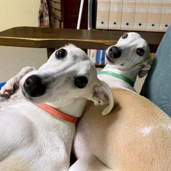 振り向く2頭のウィペット