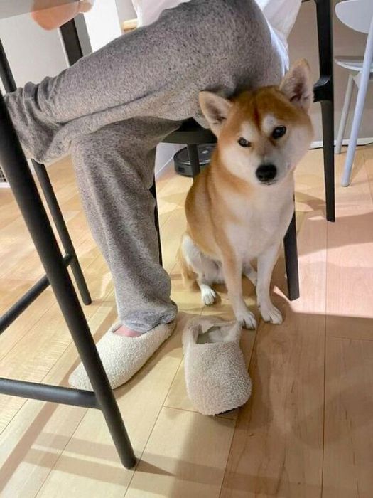 椅子の下で待機するHaluくん