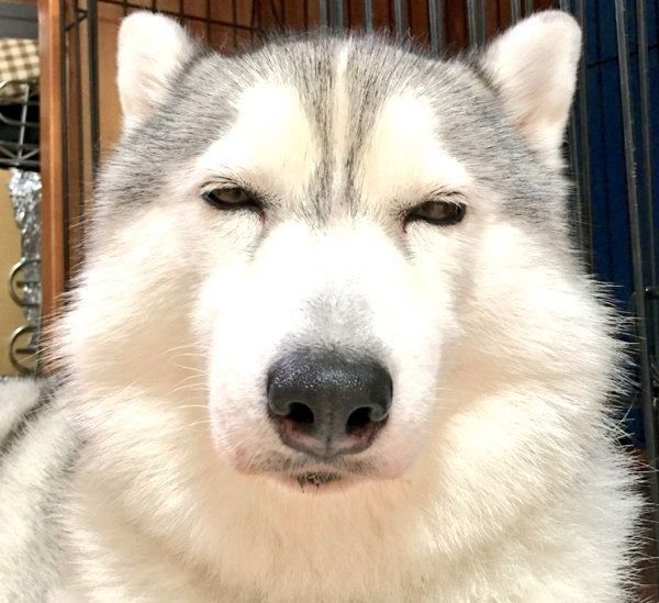 目を細めるシルビアちゃん