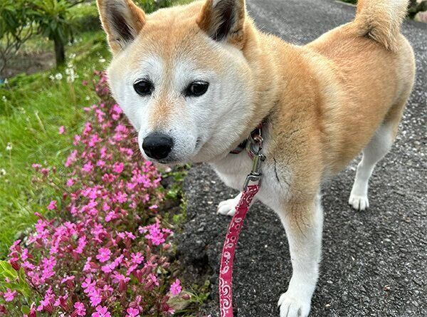 散歩するゆめちゃん