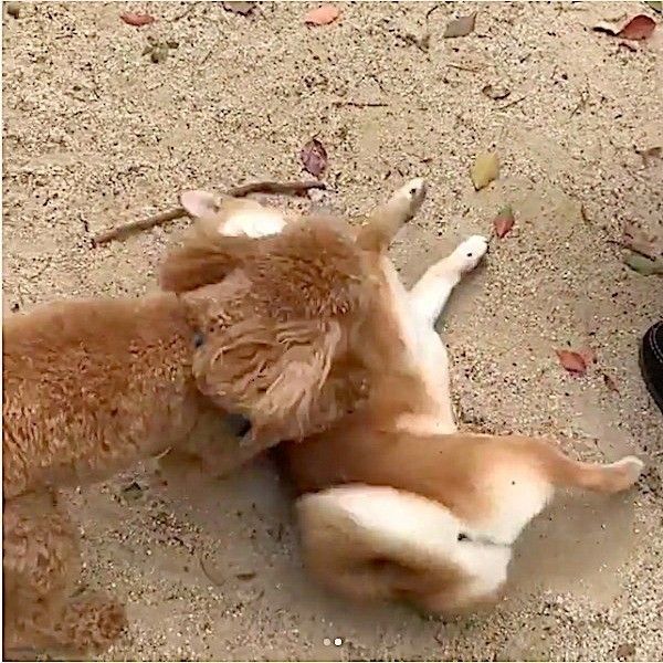 嬉しさが止まらないワンコ