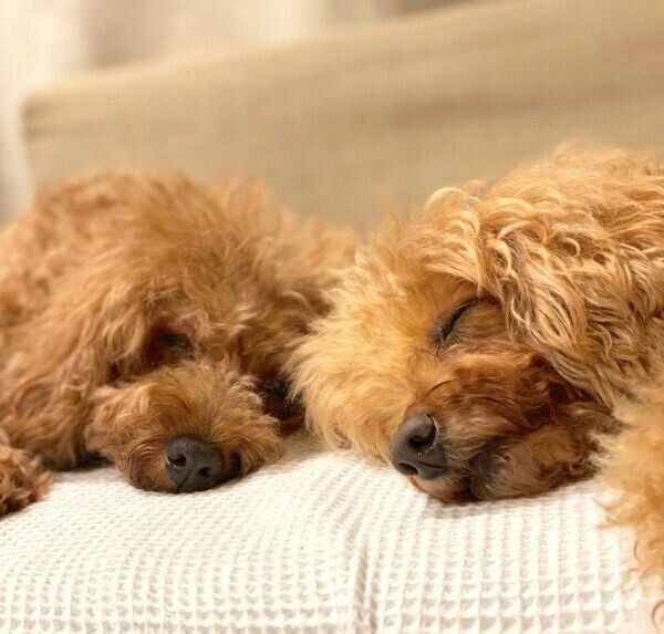 仲良く眠るむぎちゃんとぐらちゃん