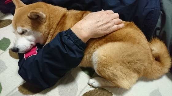 柴のミミちゃん