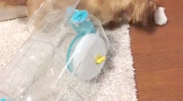 ハムスターの子守をするミニチュア・ダックスフンド