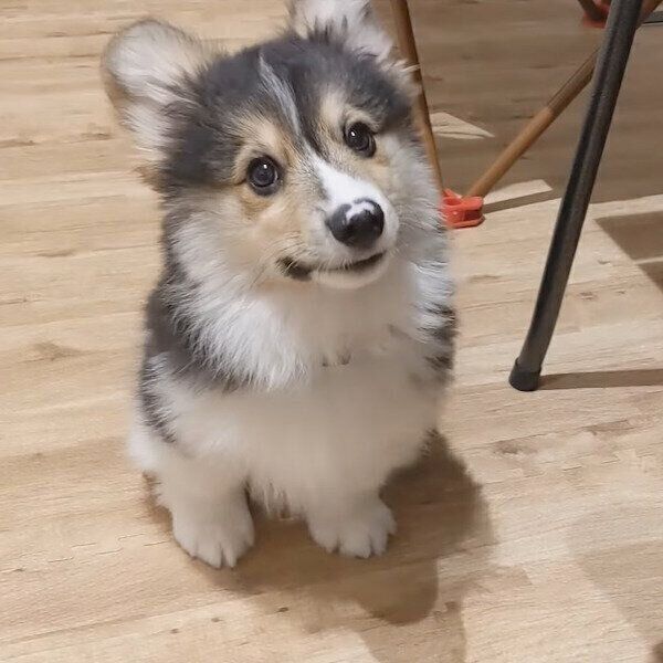 マテの特訓をするはなまるくん