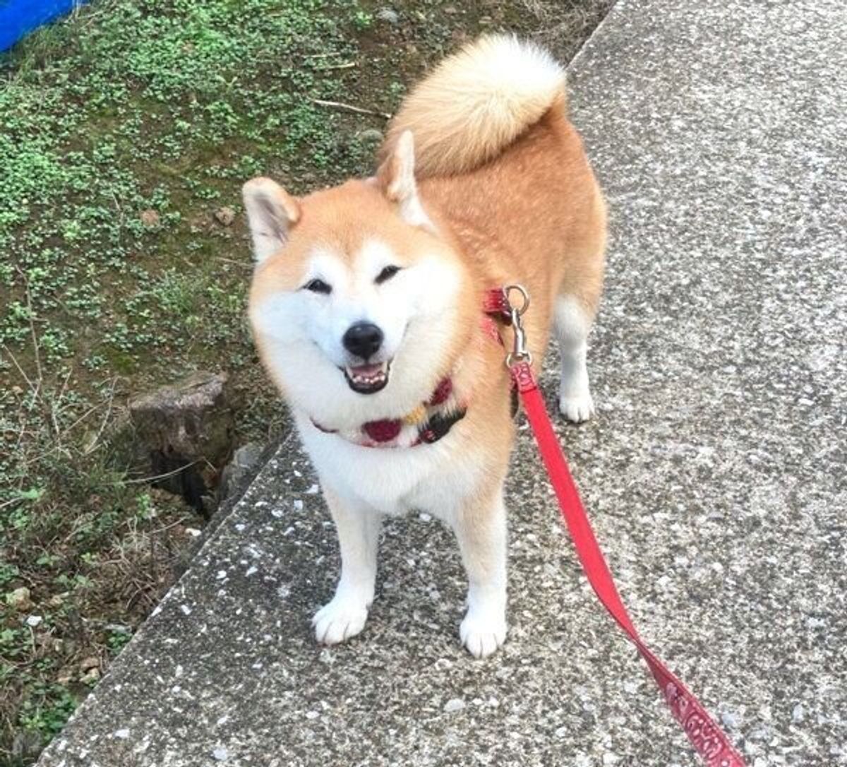 さっきまでニコニコ笑顔だったのに なぜ 急に 銅像 と化した気まぐれな柴犬が可愛い いぬのきもちweb Magazine さっきまでニコニコ笑顔だったのに なぜ 急に 銅像 と化した気まぐれな柴犬が可愛い いぬのきもちweb Magazine