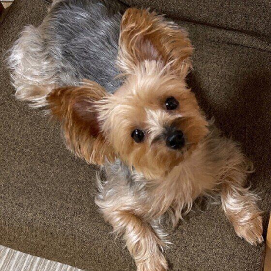 外出先で犬がトイレを我慢しちゃう お出かけ中にトイレをしない場合の対処法 いぬのきもちweb Magazine