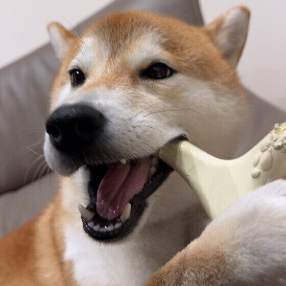その他の犬種のスズちゃん